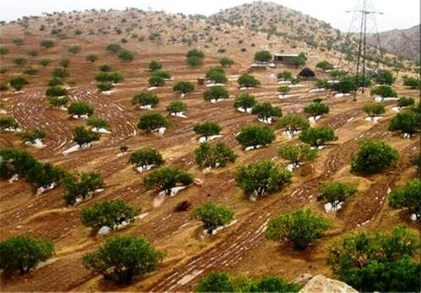 اجرای عملیات اصلاح، نوسازی و توسعه باغات در سطح بیش از ۲۲ هزار هکتار در خراسان شمالی 