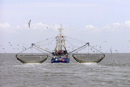 بوشهری‌ها پیشگام‌ اخذ مجوز برای فعالیت در صید