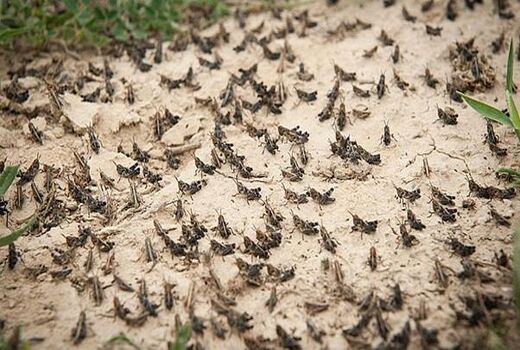 وضعیت ملخ‌های شکم بادمجانی در مراتع آهوان سمنان پایش می‌شود