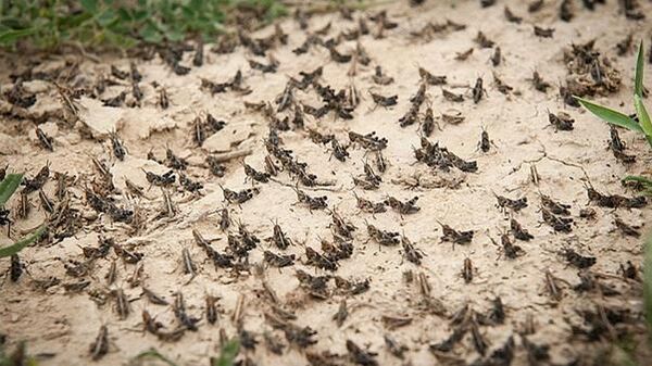 وضعیت ملخ‌های شکم بادمجانی در مراتع آهوان سمنان پایش می‌شود