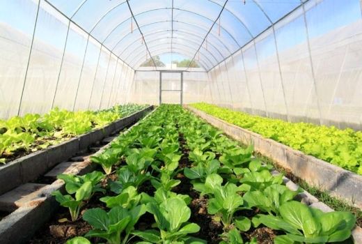 رشد 159 درصدی سطح گلخانه‌های کشور 