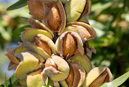 برداشت بادام از باغ های سروستان آغاز شد 