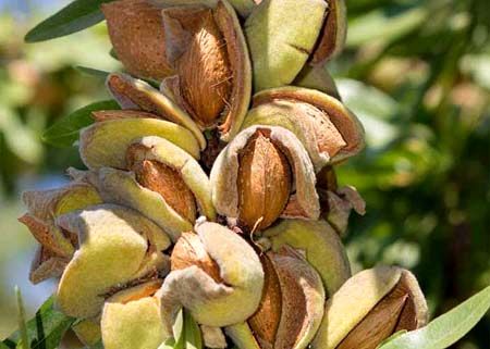 برداشت بادام از باغ های سروستان آغاز شد