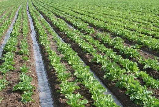 اصلاح الگوی کشت در بوشهر ضروری است/ تشکیل کاروان‌های ترویجی 
