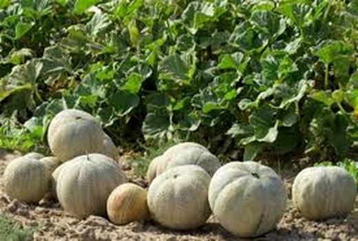 پیش‌بینی تولید بیش از 1500 تن سبزی، صیفی و محصولات جالیزی در آبادان 