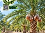 آغاز فرآیند شناسه‌دار کردن محصولات کشاورزی داراب از نخلستان‌ها 