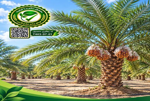 آغاز فرآیند شناسه‌دار کردن محصولات کشاورزی داراب از نخلستان‌ها 