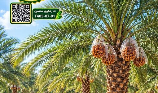 آغاز فرآیند شناسه‌دار کردن محصولات کشاورزی داراب از نخلستان‌ها 