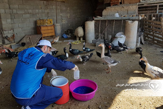 واکسیناسیون رایگان 20 هزار قطعه طیور بومی خرمشهر علیه نیوکاسل