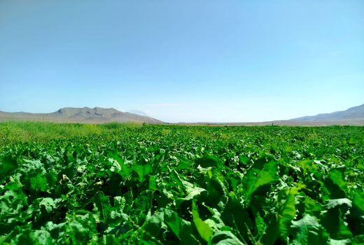 کشت چغندرقند با دستگاه پنوماتیک در سطح ۸۰ هکتار از اراضی شهرستان جلفا