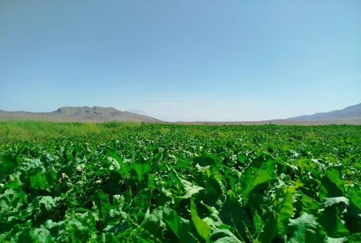 کشت چغندرقند با دستگاه پنوماتیک در سطح ۸۰ هکتار از اراضی شهرستان جلفا