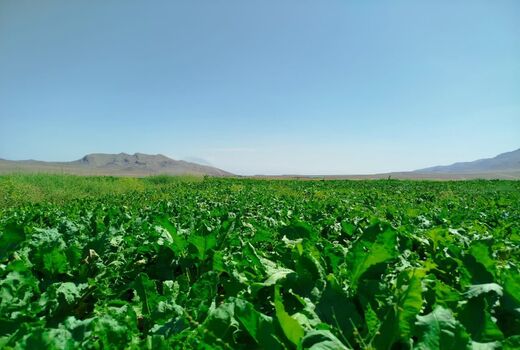 کشت چغندرقند با دستگاه پنوماتیک در سطح ۸۰ هکتار از اراضی شهرستان جلفا