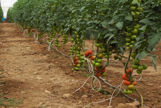 وسعت گلخانه‌های آذربایجان شرقی 2 برابر می‌شود