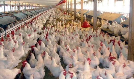 طرح حمایتی تولید قراردادی گوشت مرغ در استان قزوین آغاز شد
