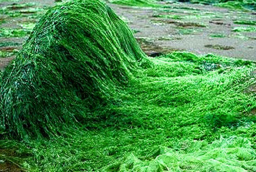 جلبک اسپرولینا برای اولین بار در مرودشت تولید شد