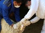 اجرای طرح نظارت و کنترل بهداشتی و شرعی بر دامهای قربانی در بوشهر