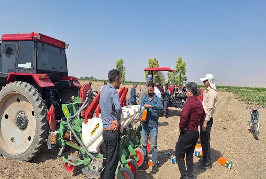 آغاز کاشت چغندر قند پائیزه در 700 هکتار از مزارع داراب