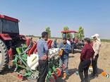 آغاز کاشت چغندر قند پائیزه در 700 هکتار از مزارع داراب