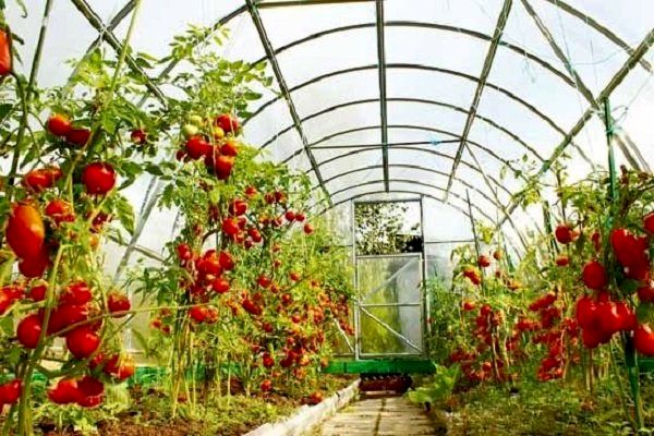 بهره‌برداری از مجتمع گلخانه‌ای 20 هکتاری ابراهیم‌آباد ارزوئیه؛ به زودی