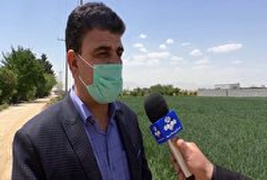 کاهش هزار هکتاری سطح زیر کشت غلات در برخوار