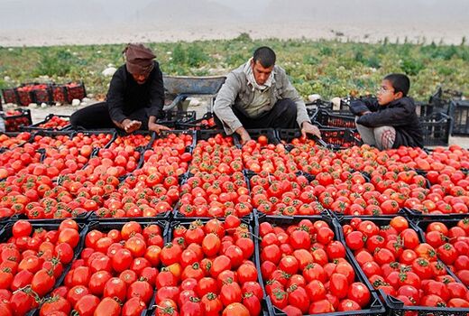 برداشت ۱۱۵ هزار تن گوجه‌فرنگی از مزارع بوشهر