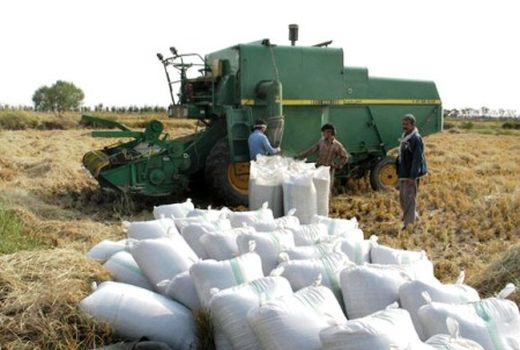 پیش‌بینی فراوری 750 هزار تن برنج سفید