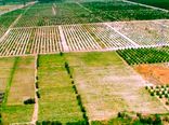 آیین نامه جلوگیری از خرد شدن زمین های کشاورزی نهایی شد