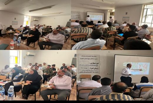 آشنایی با مراحل کاشت و داشت کلزا در ماهشهر