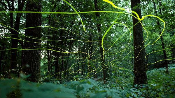 آن همه حشره کجا رفته‌اند؟