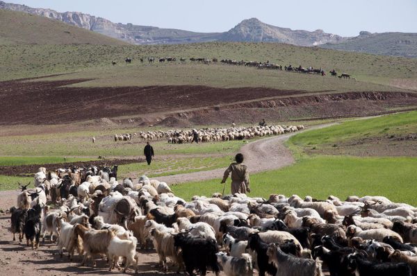 با آغاز کوچ پاییزه عشایر احتمال می‌رود: کاهش قیمت گوشت دام سبک در بازار + تصاویر