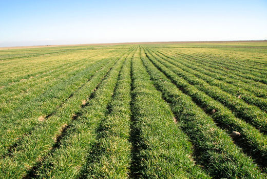 آغاز مبارزه با علف های هرز در 3490 هکتار از مزارع کشاورزی شهرستان بوئین زهرا