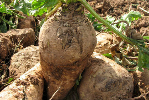 تولید 95 هزار تن محصول چغندرقند در قزوین