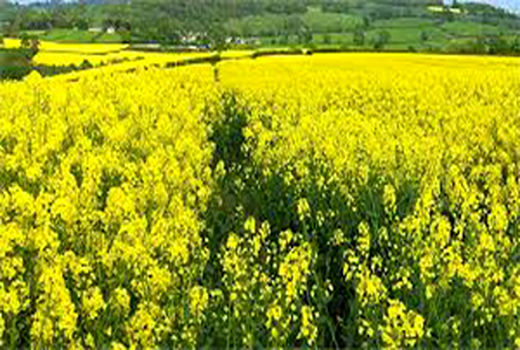 حوزه آموزش و ترویج کشاورزی نیازمند اعتبار اختصاصی است