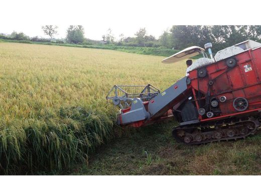 اولین برداشت شالی در شالیزاری‌های آمل