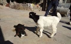 اجرای طرح اصلاح نژاد بز بومی در بندر خمیر / زایش 90 رأس بزغاله