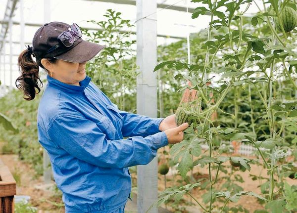 شانگهای به افزایش زمین های کشاورزی و بهبود محیط زیست می اندیشد