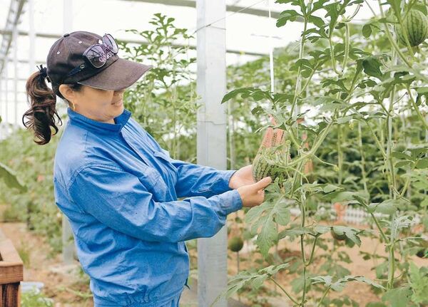 شانگهای به افزایش زمین های کشاورزی و بهبود محیط زیست می اندیشد