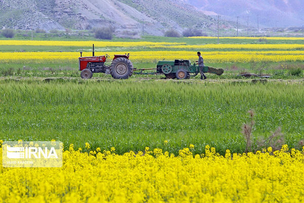 کاشت بذور سخت و برداشت توسعه