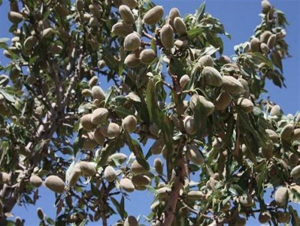 برداشت بادام از باغات آبی ودیم شهرستان سربیشه