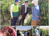 مشاهده مگس انجیر افریقایی در یکی از باغات انار شهرستان خرم آباد