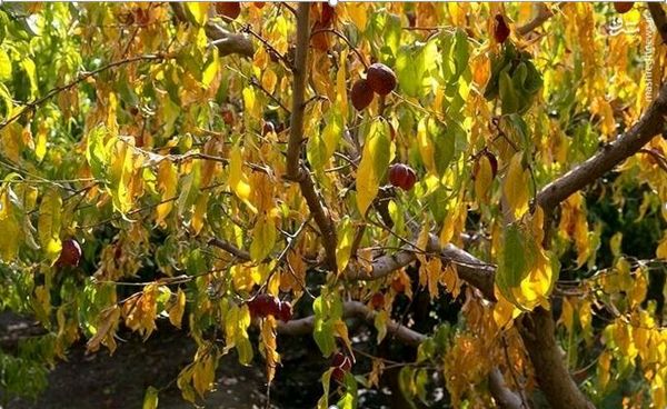 خشکسالی ۳۵ درصد محصولات باغی خراسان شمالی را کاهش داد