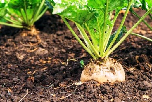 رشد 25 درصدی تحویل چغندر به کارخانجات تولید شکر 