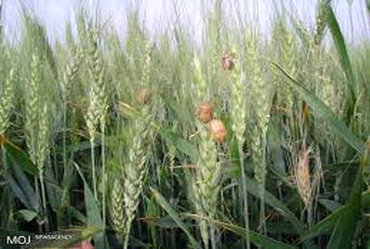 مبارزه با آفات در مزارع خرمشهر