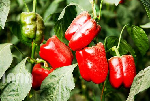 پرورش فلفل در گلخانه 