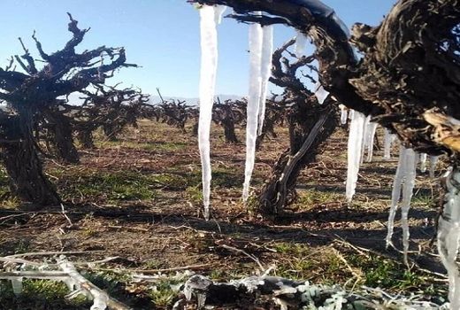 خسارت 1600 میلیارد ریالی سرمازدگی به کشاورزی فیروزآباد