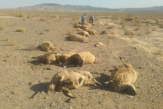 دامداران خراسان شمالی ۲۷۹ میلیون ریال بابت حمله وحوش غرامت گرفتند