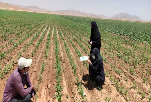  رصد و پایش آفت قرنطینه‌ای کرم برگخوار پاییزه در مزارع شهرستان شهرکرد