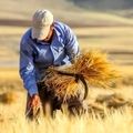 تنها ۵ درصد منابع عمومی کشور در اختیار بخش کشاورزی است/ ظرفیت ترانزیتی ۵۰ میلیون تن غلات 