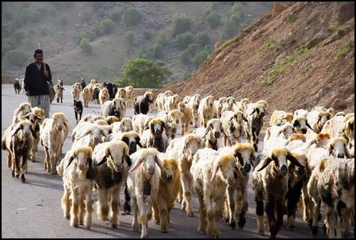 خسارت 190 میلیاردی به خانوارهای عشایری چهارمحال و بختیاری