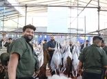 تهرانی‌ها در عرفه و قربان، دام زنده را بهداشتی و مطمئن تهیه می‌کنند